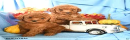 Toy Poodle dogs for sale: Enzo - Ad 5