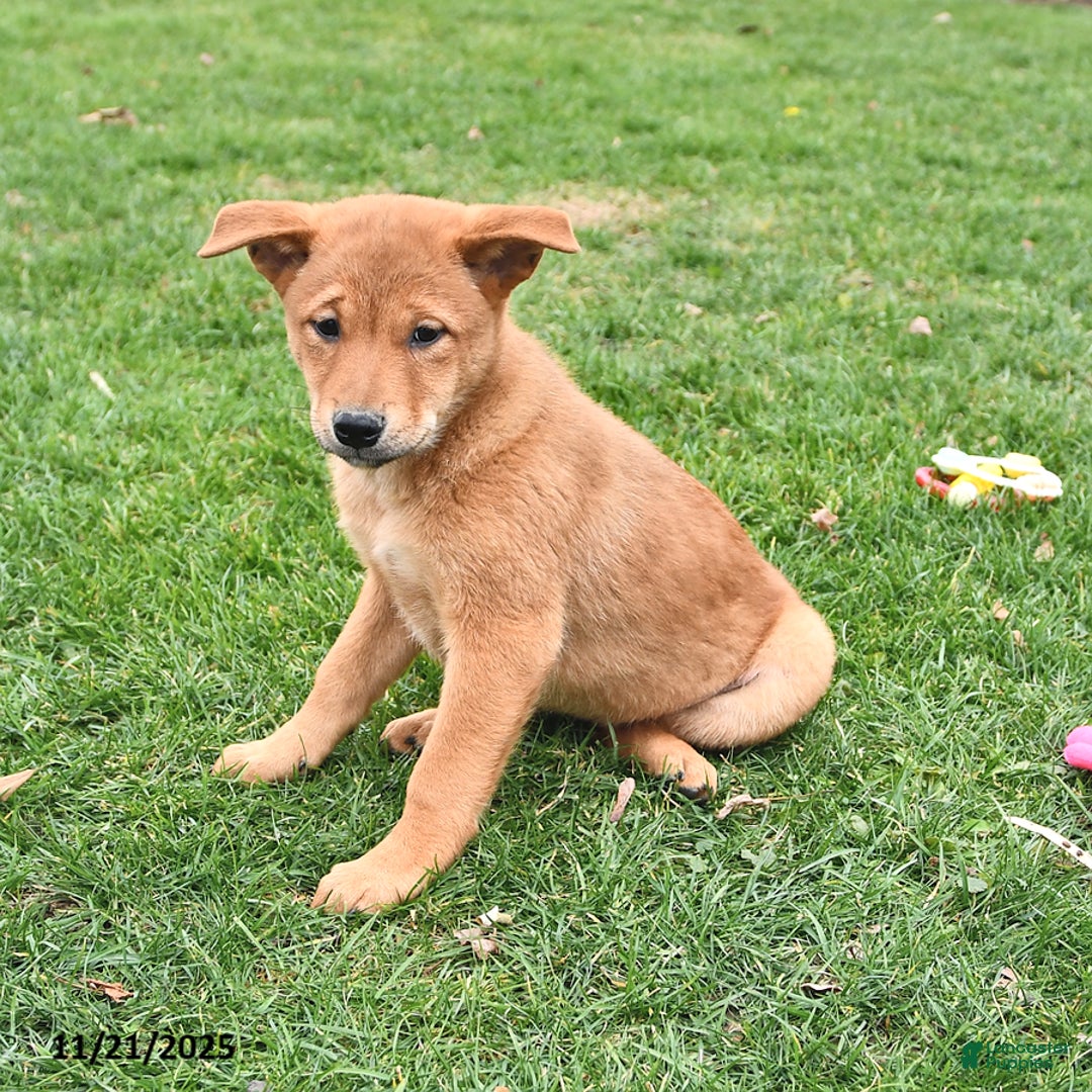 Mixed Breed dogs for sale: Tootsie - Ad 6