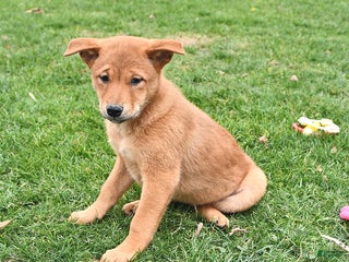 Mixed Breed dogs Tootsie - Ad 21