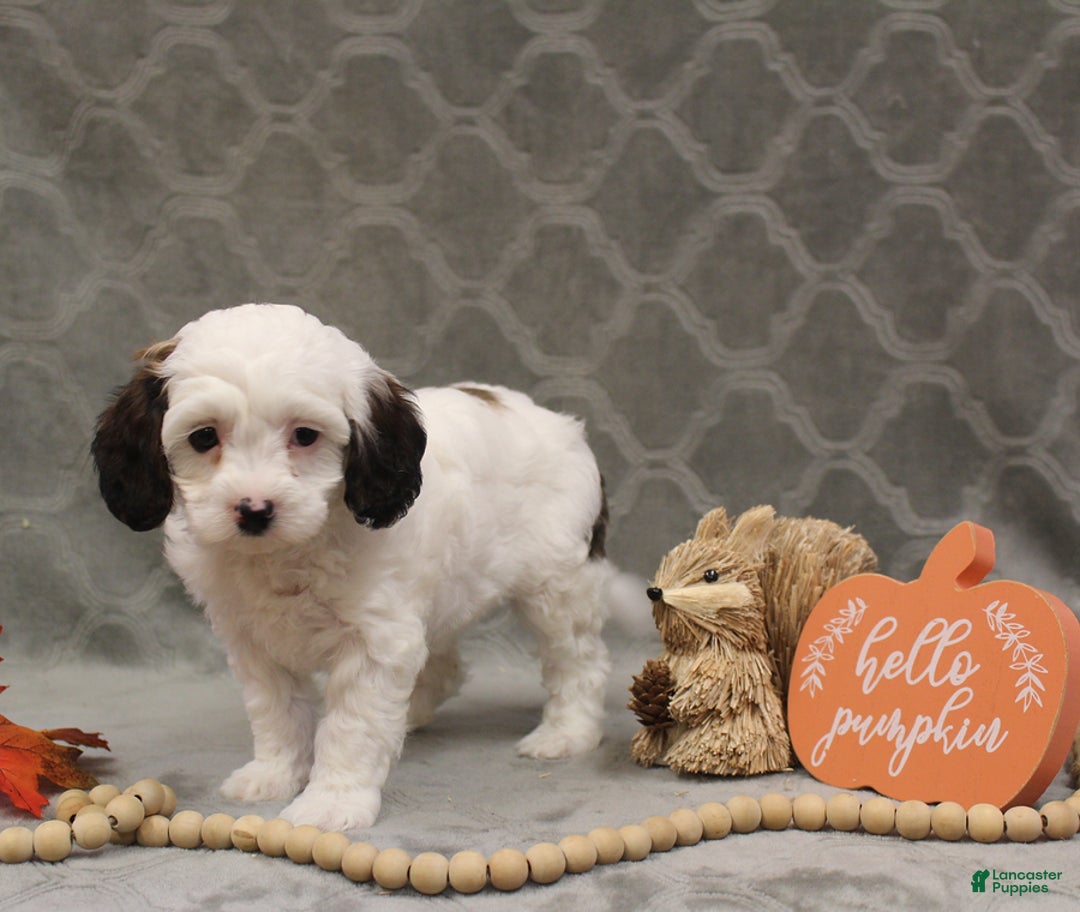 Cavapoo dogs for sale: Cookie - Ad 6