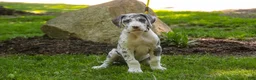 Great Dane dogs for sale: Stella - Ad 7