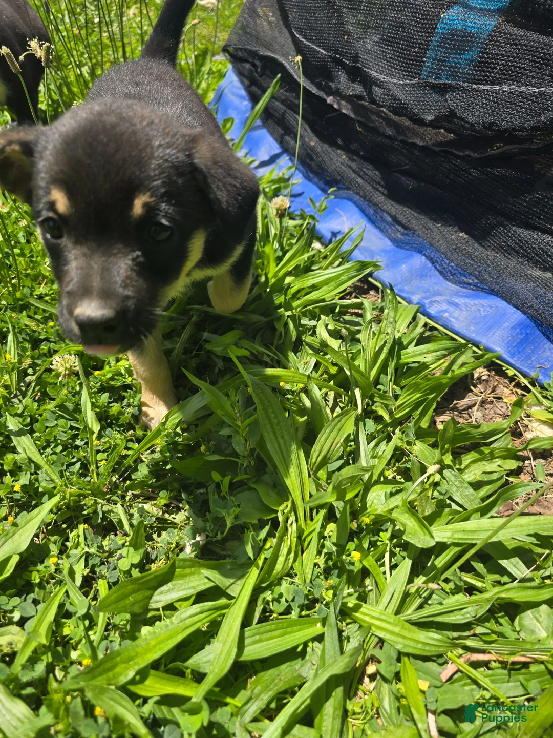 Mixed Breed dogs for sale: Mj - Ad 16