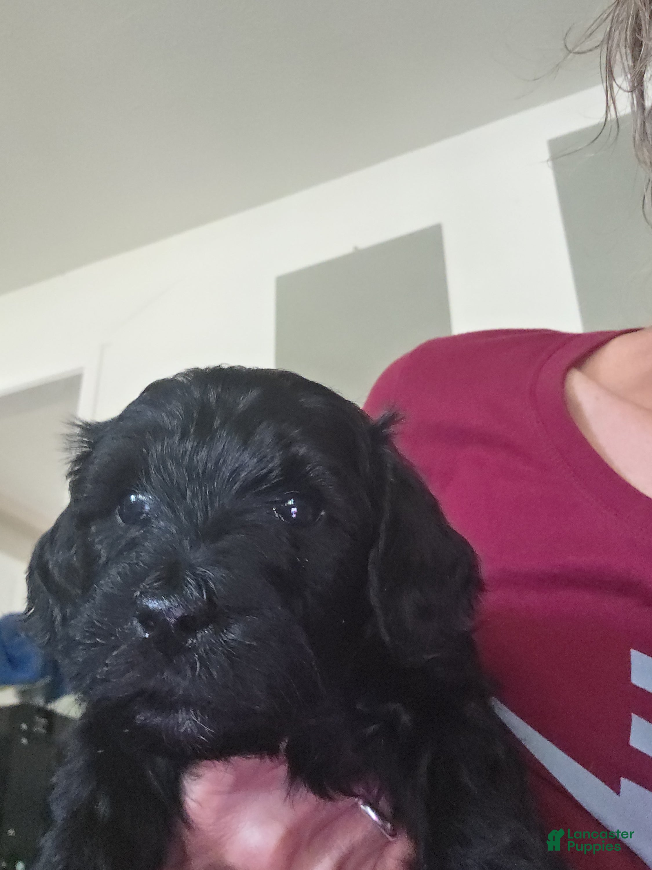 Mini Goldendoodle dogs Mini Goldendoodle 6 - Ad 1