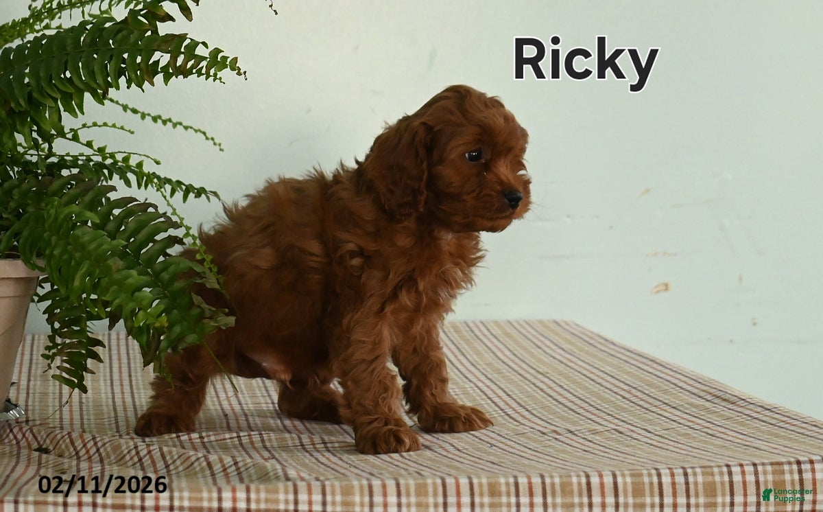 Cavapoo dogs Ricky  - Ad 2