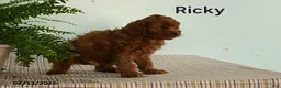 Cavapoo dogs for sale: Ricky  - Ad 2