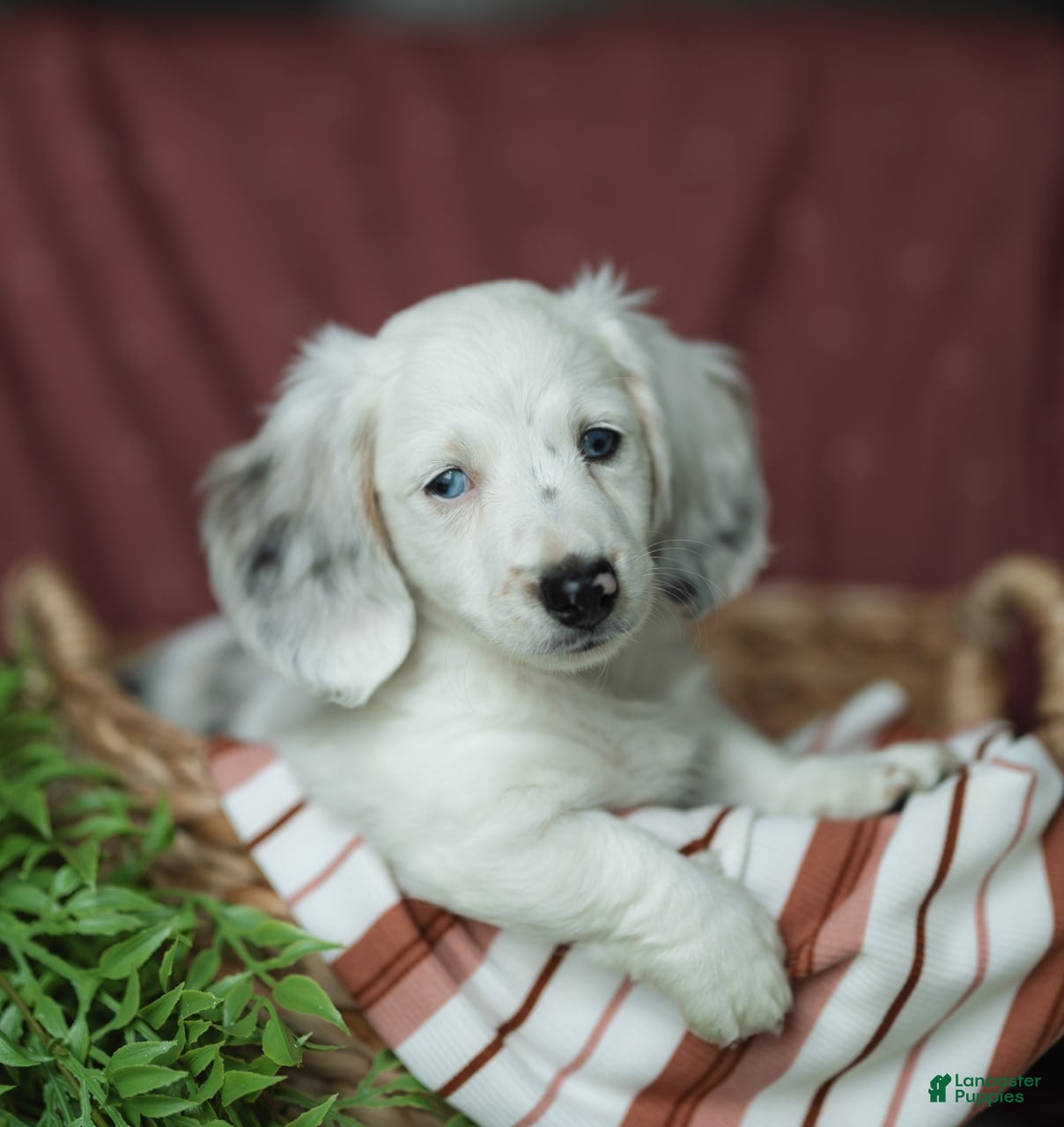 Miniature Dachshund dogs Oak 🤍 - Ad 1