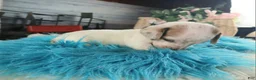 Dachshund dogs for sale: Nationwide delivery. Sugar pies white boy - Ad 6