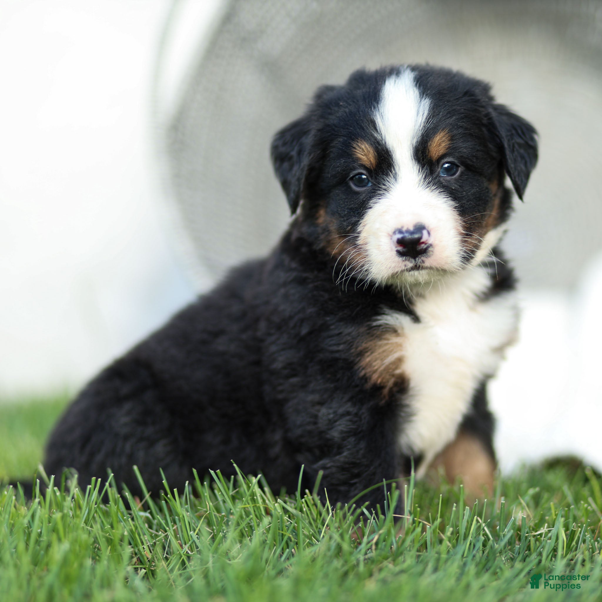 Bernese Mountain Dog dogs Joey Bernese Mountain Dog  - Ad 2
