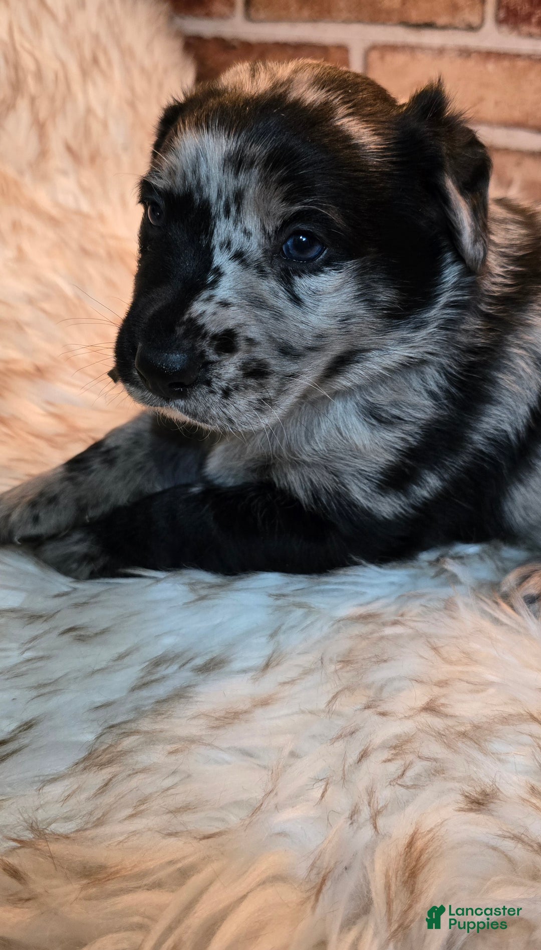 Mixed Breed dogs for sale: Atlas - Ad 3