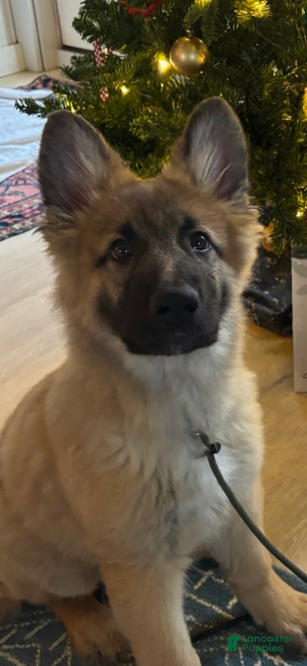 German Shepherd dogs for sale: Precious - Ad 20