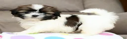 Shih Tzu dogs for sale: Everest - Ad 5