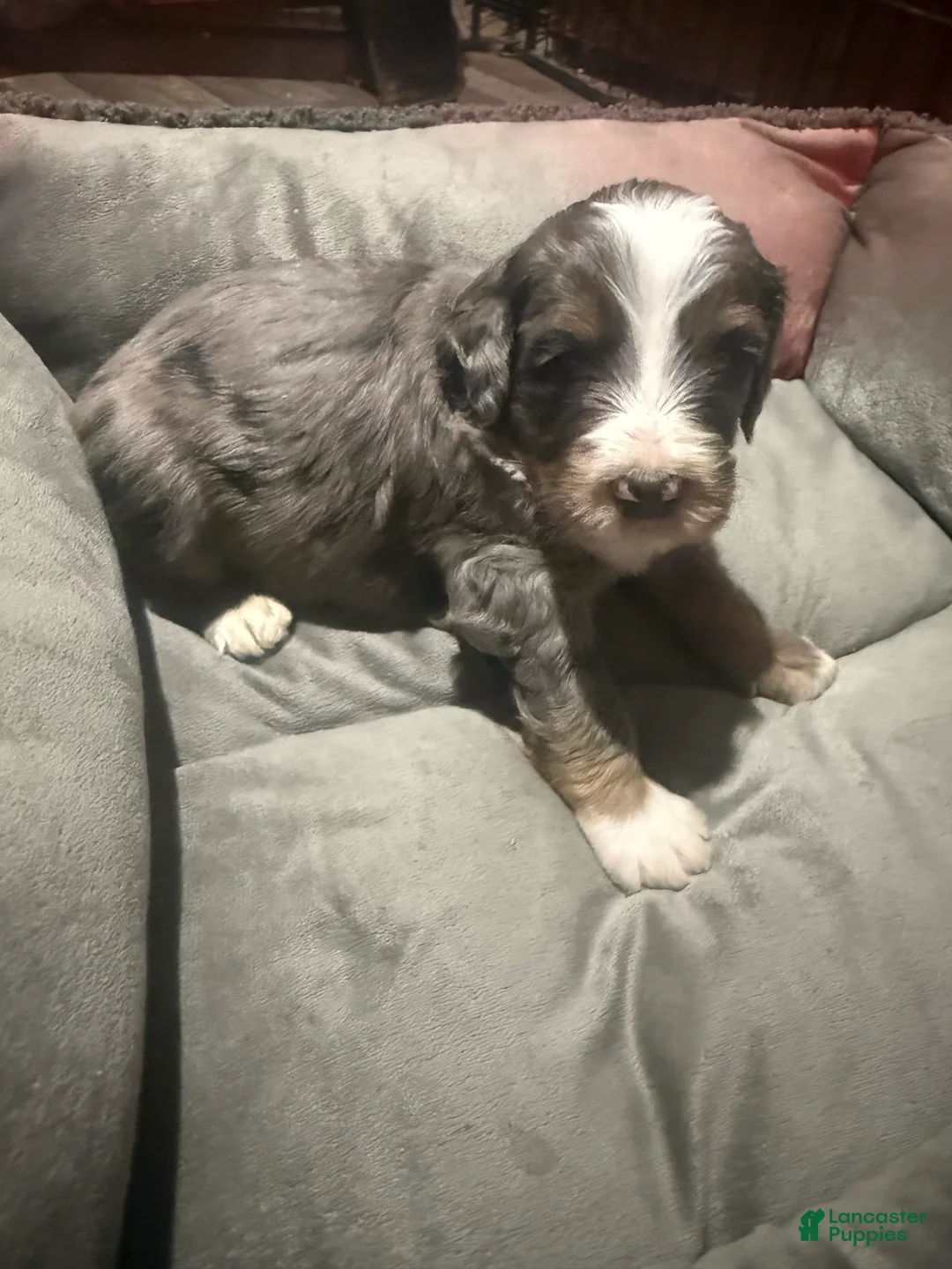 Mini Bernedoodle dogs for sale: Mini Bernedoodle Benson - Ad 2