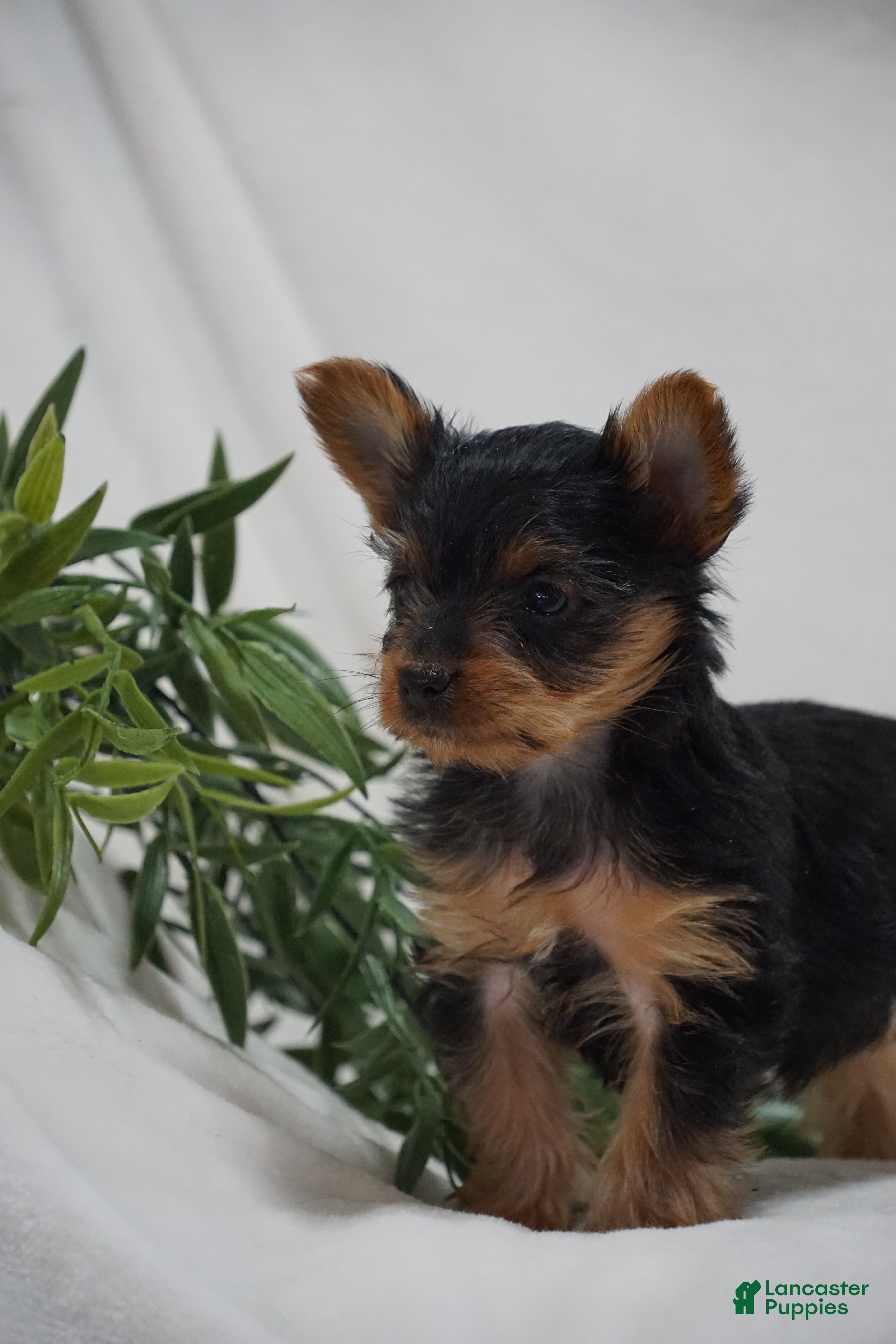 Yorkshire Terrier dogs ELLA - Ad 2