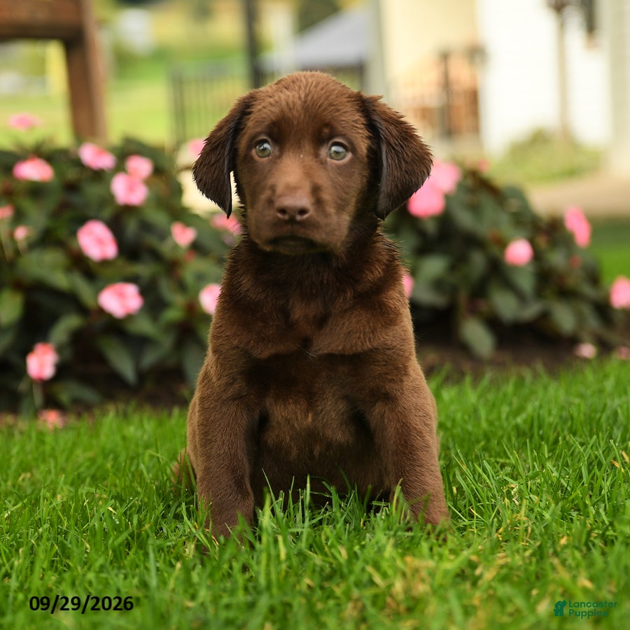 Labrador Retriever dogs Sophie - Ad 1
