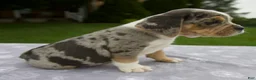 Beabull dogs for sale: Darla - Ad 2