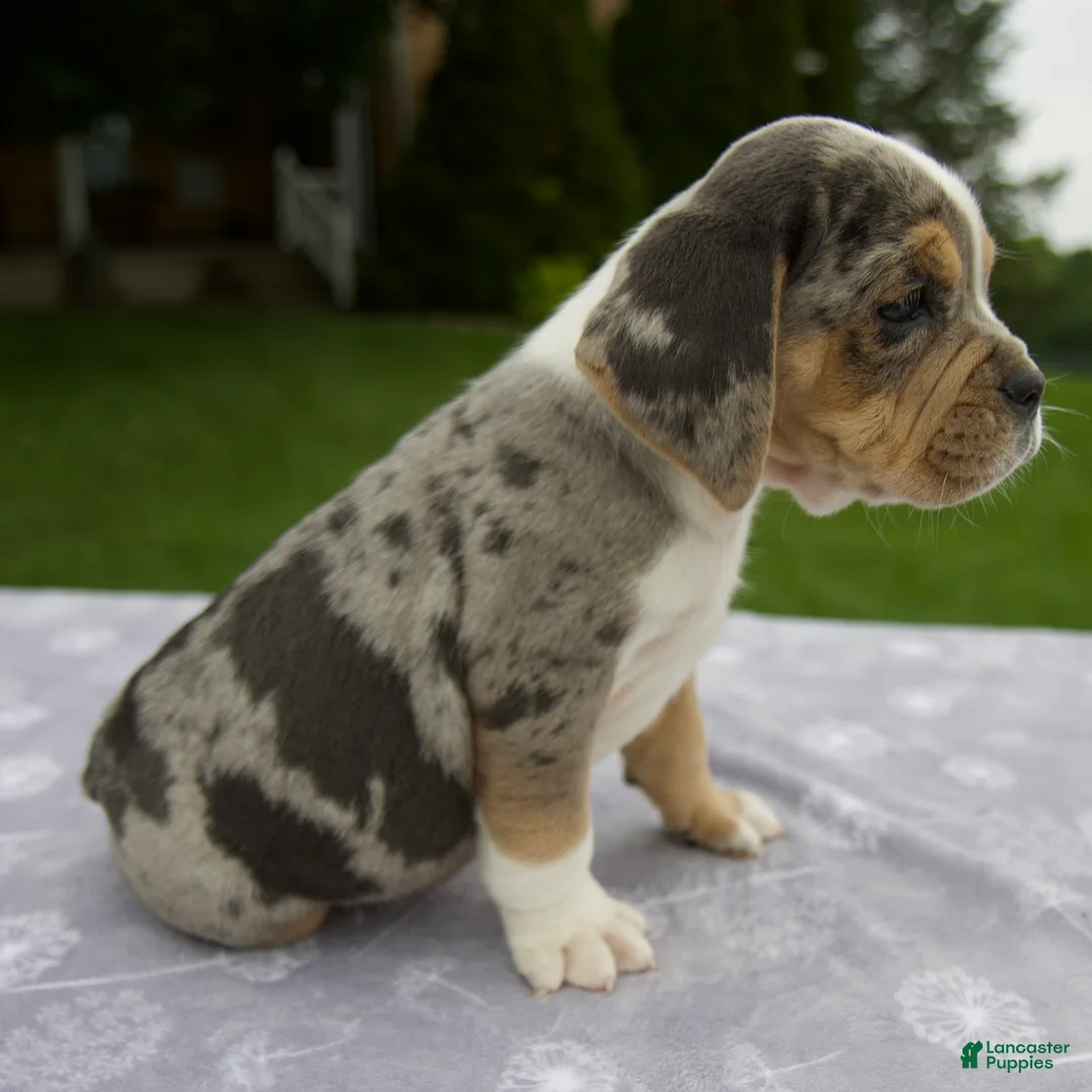 Beabull dogs for sale: Darla - Ad 2