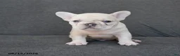 French Bulldog dogs for sale: Nelson - Ad 3