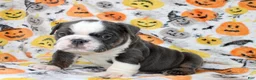 English Bulldog dogs for sale: Cody  - Ad 3