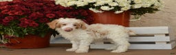 Toy Poodle dogs for sale: Flash - Ad 4