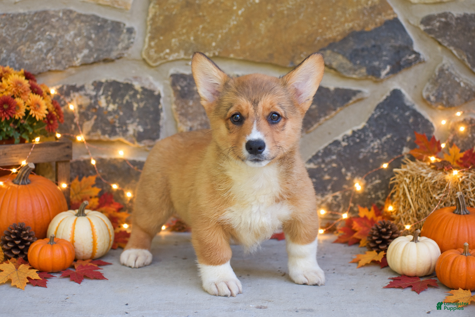 Welsh Corgi Pembroke dogs Sasha - Ad 1