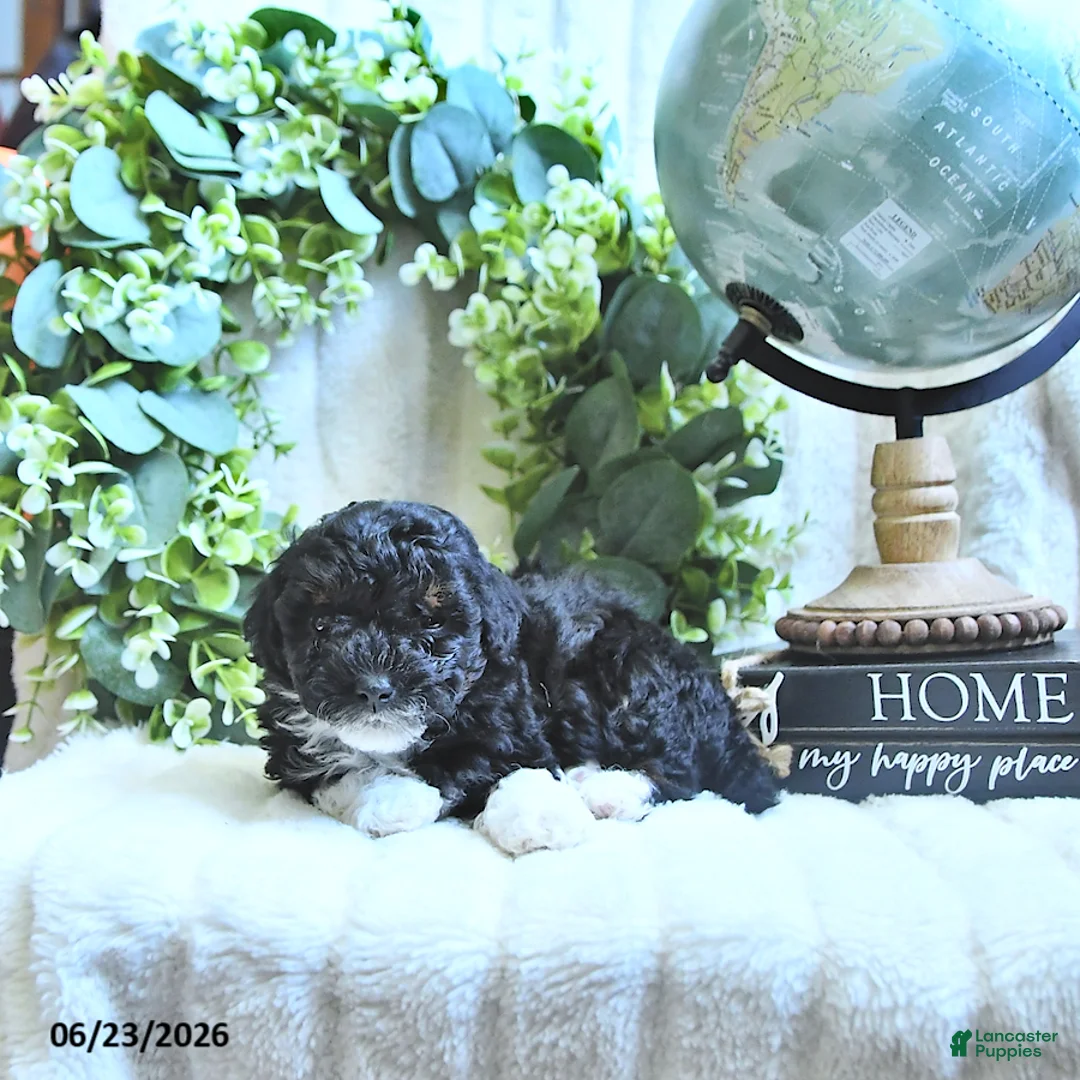 Miniature Poodle dogs for sale: Dixie - Ad 2