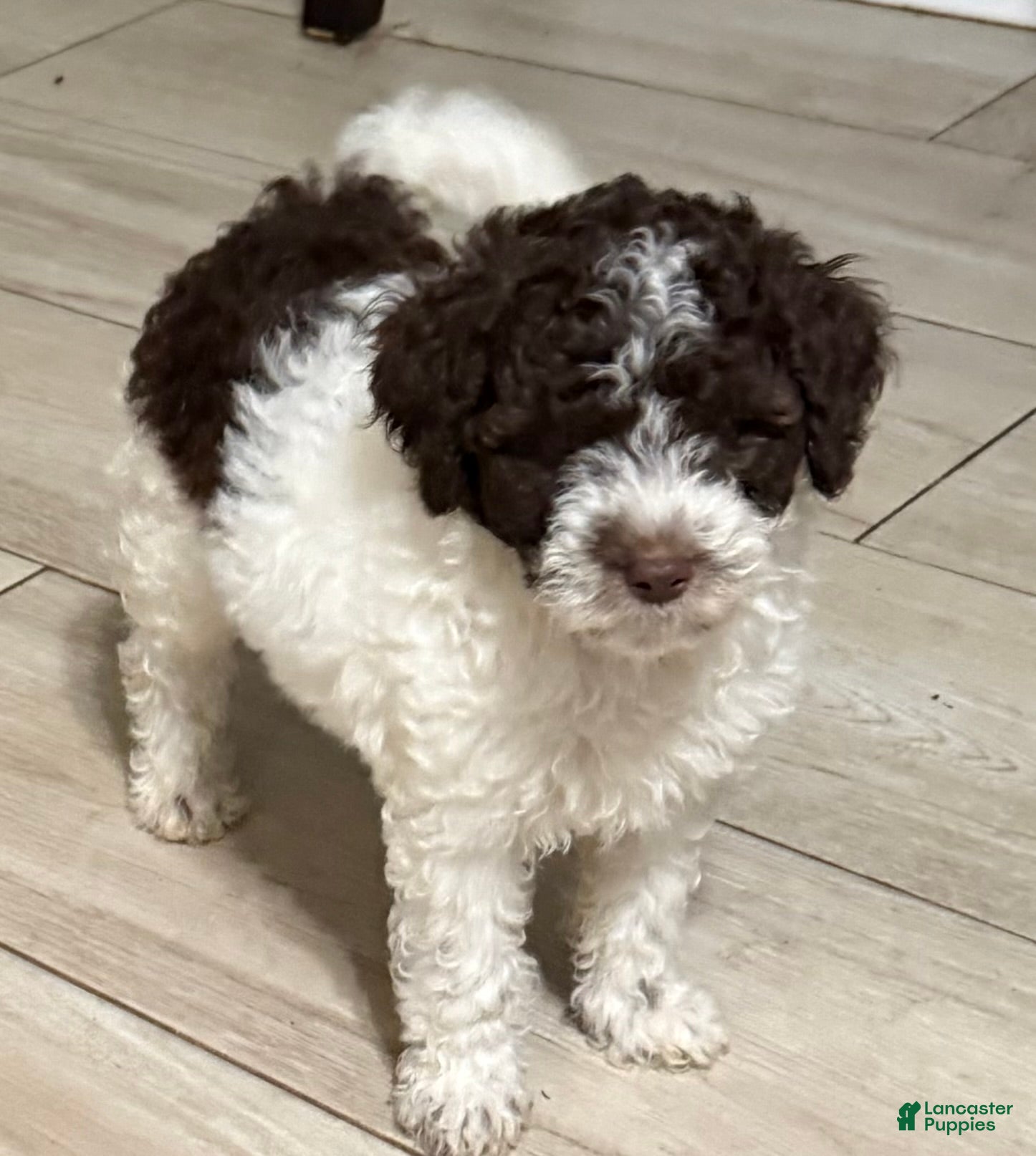 Mini Goldendoodle dogs Elvis - Ad 2