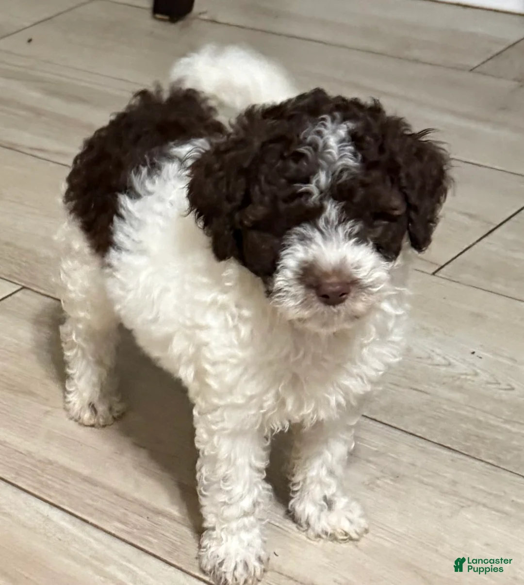Mini Goldendoodle dogs for sale: Elvis - Ad 2
