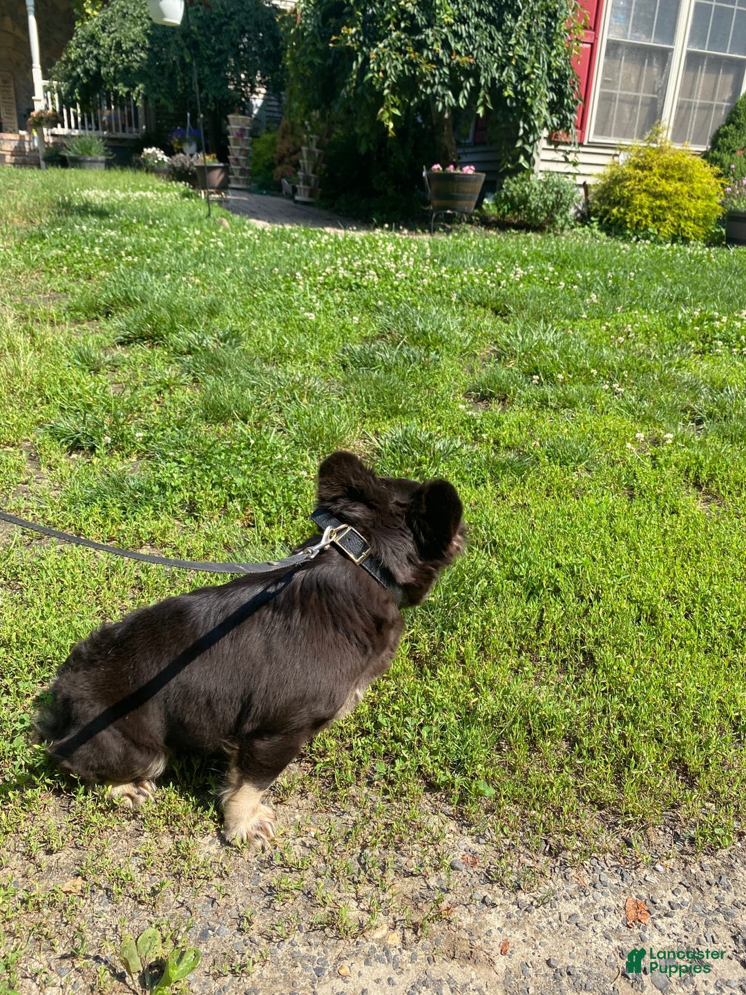 French Bulldog dogs for sale: Gabby - Ad 3