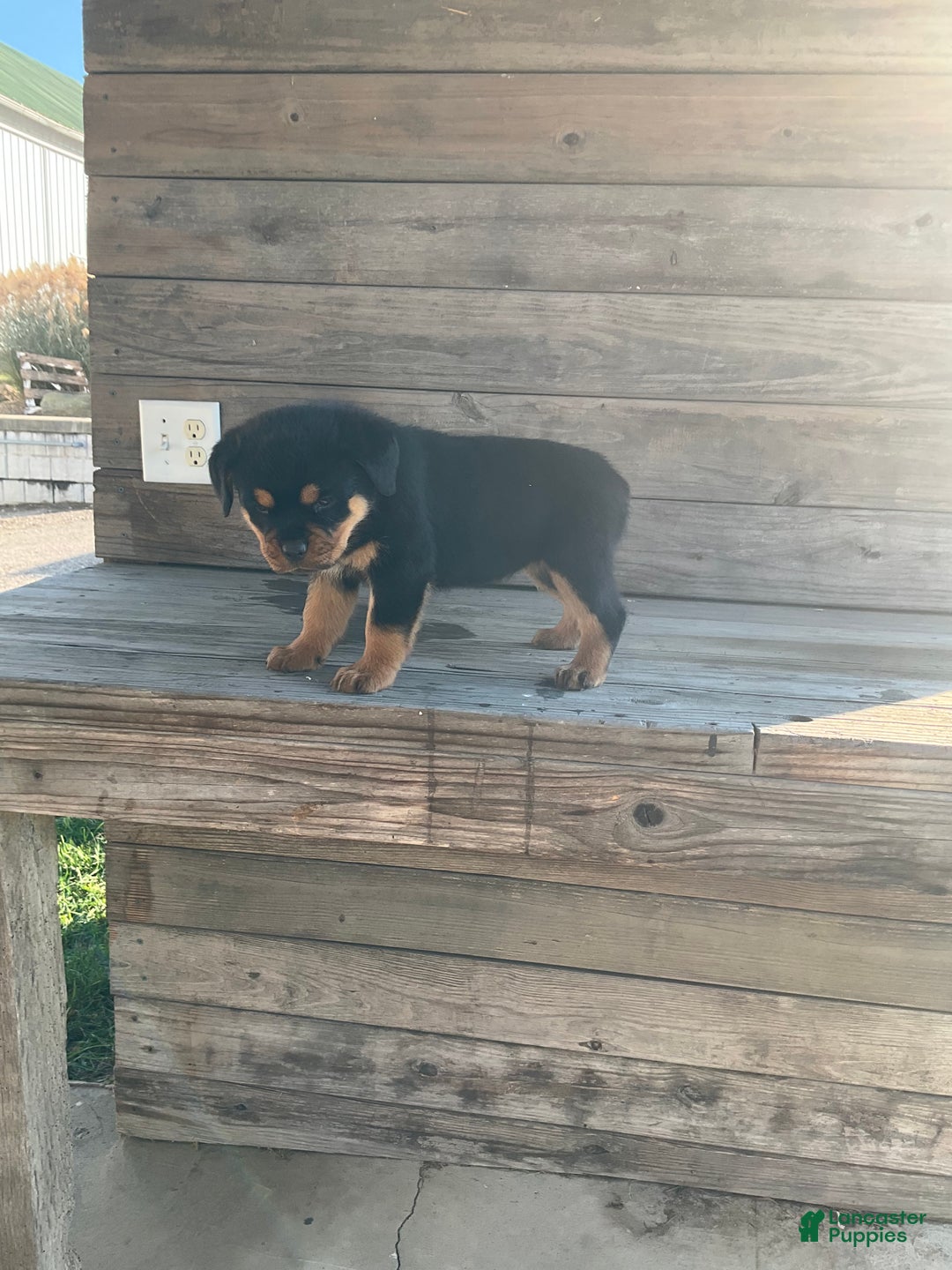 Rottweiler dogs for sale: Chloe  - Ad 2