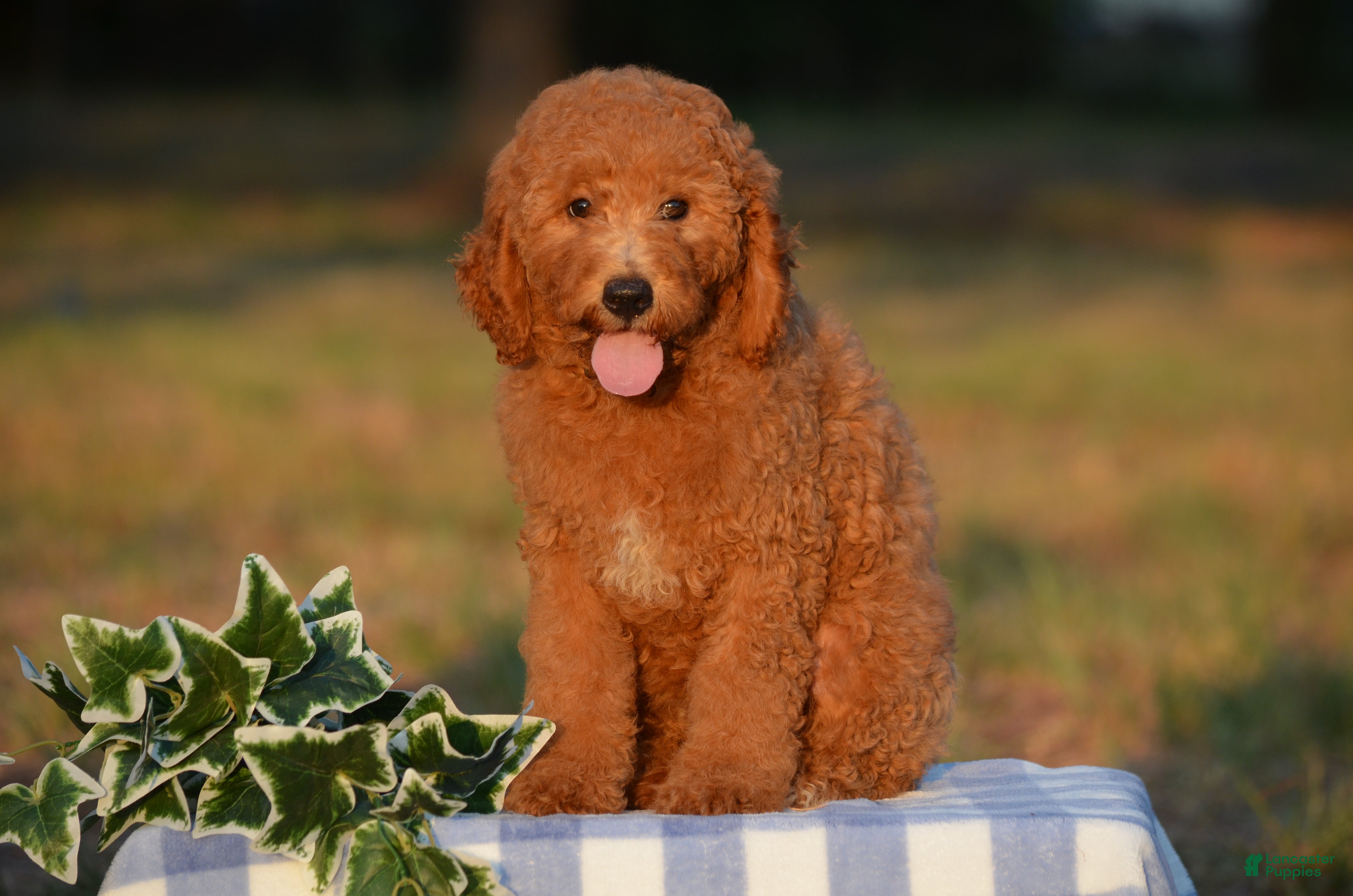 Mini Goldendoodle dogs Ace - Ad 2