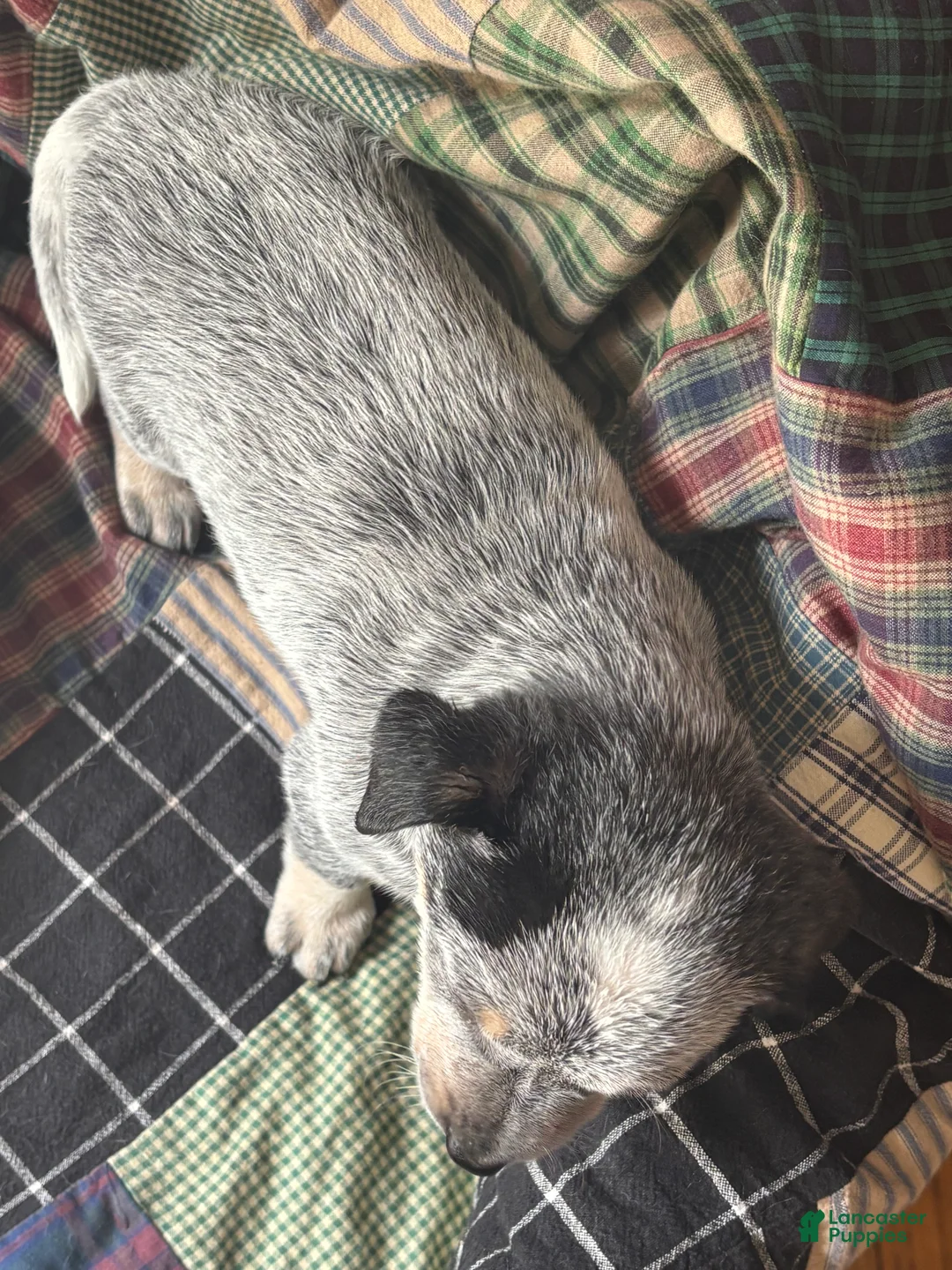Australian Cattle Dog dogs for sale: Fancy - Ad 9