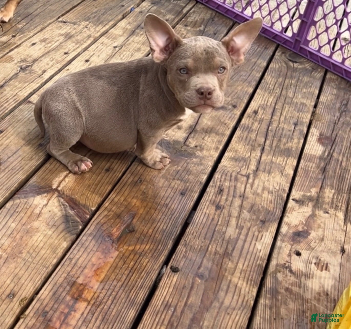 American Bully dogs Gotti - Ad 1
