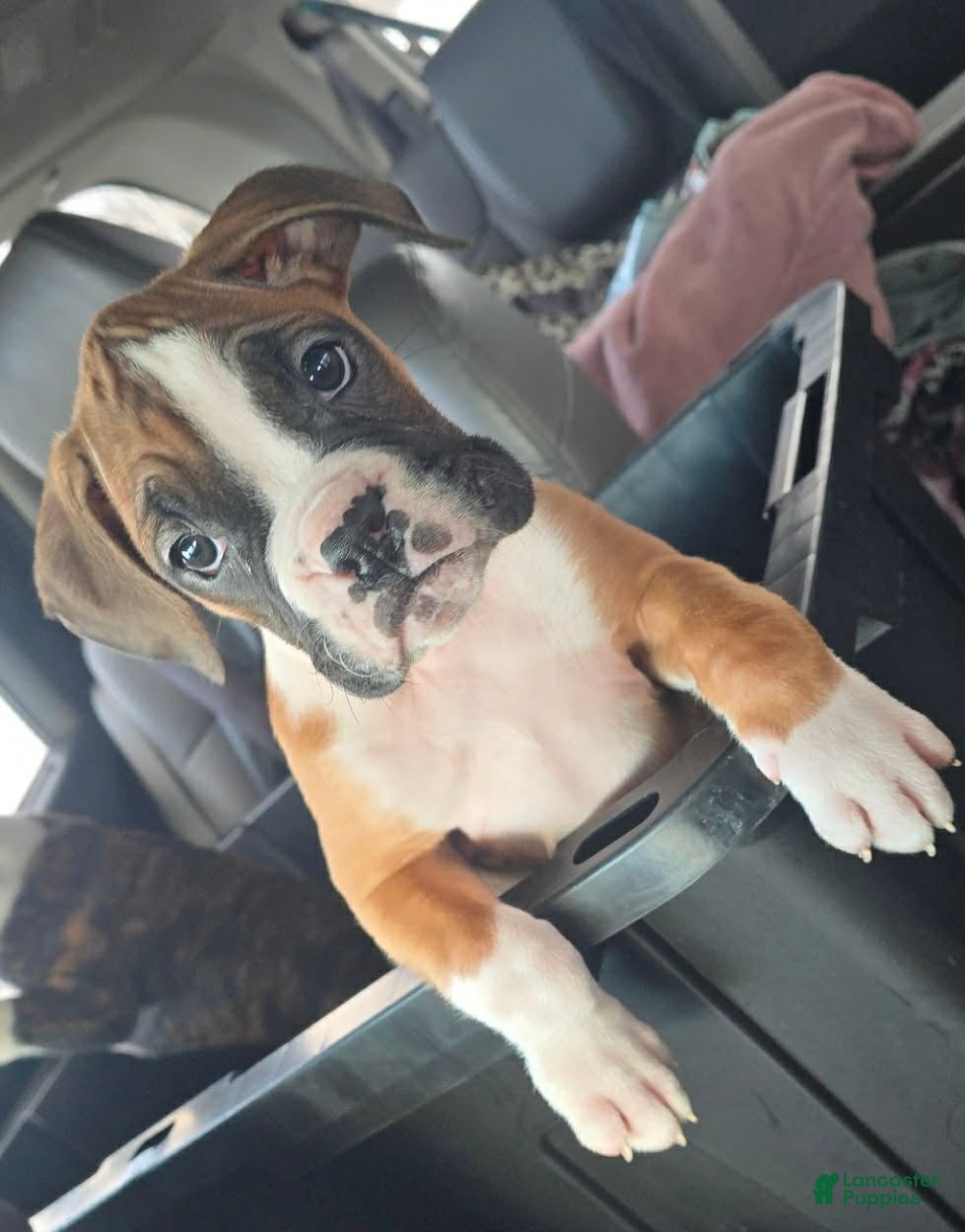 Boxer dogs S'more - Ad 20