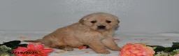Golden Retriever dogs for sale: Daisy - Ad 3