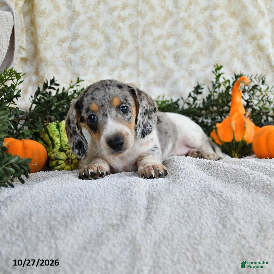 Miniature Dachshund dogs for sale: Jethro - Ad 1