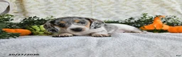 Miniature Dachshund dogs for sale: Jethro - Ad 1