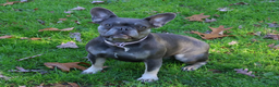 French Bulldog dogs for sale: Bella Health Tested Parents  - Ad 6