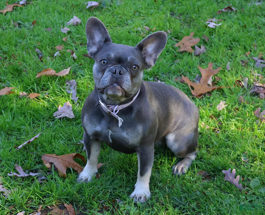 French Bulldog dogs for sale: Bella Health Tested Parents  - Ad 6