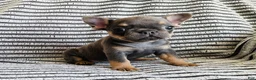 French Bulldog dogs for sale: Daisy - Ad 9