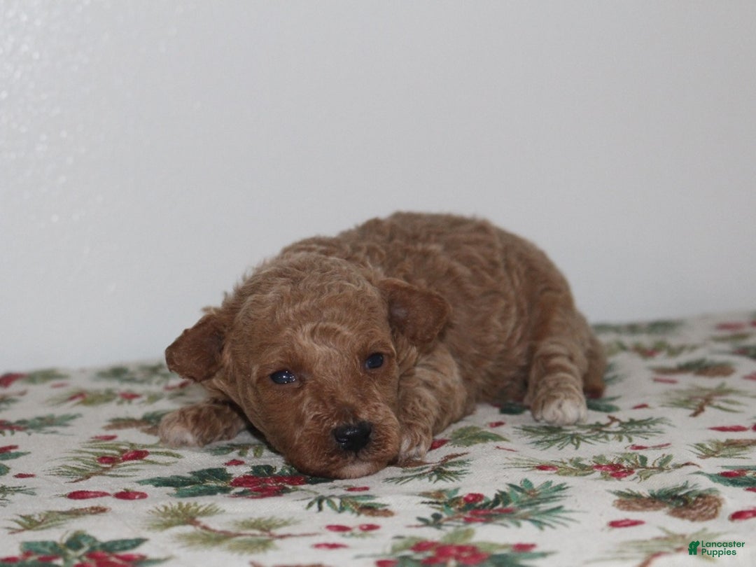 Miniature Poodle dogs for sale: Gabrielle - Ad 3