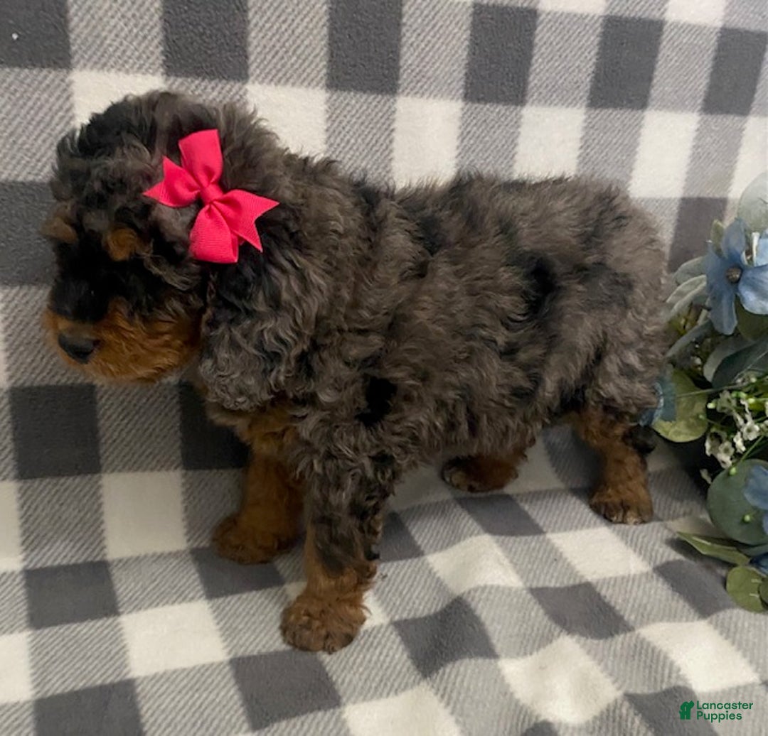 Mini Bernedoodle dogs for sale: Josie- blue merle - Ad 2