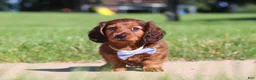 Miniature Dachshund dogs for sale: Ben - Ad 4