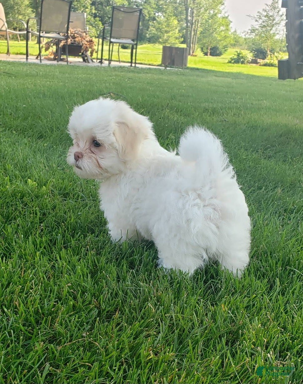 Teddy Bear dogs Bennington - Ad 2