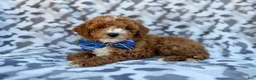 Cavapoo dogs for sale: Astor - Ad 8
