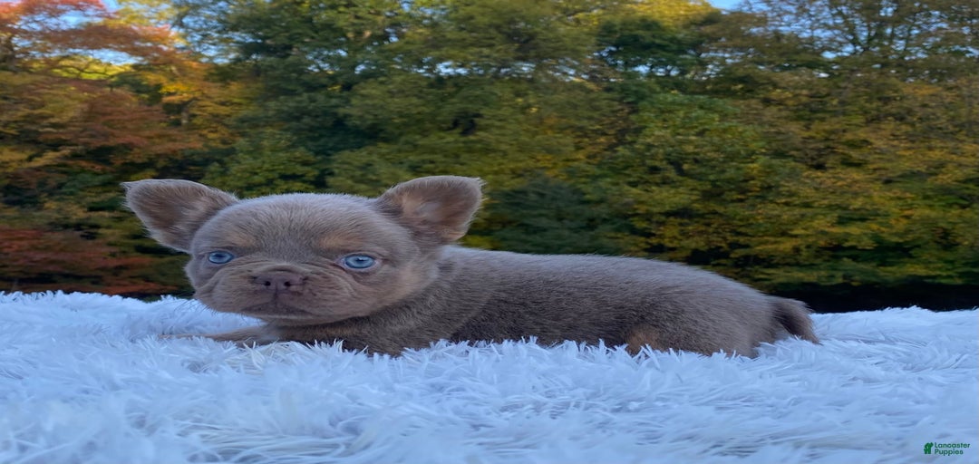 Gallery Image {{count}}