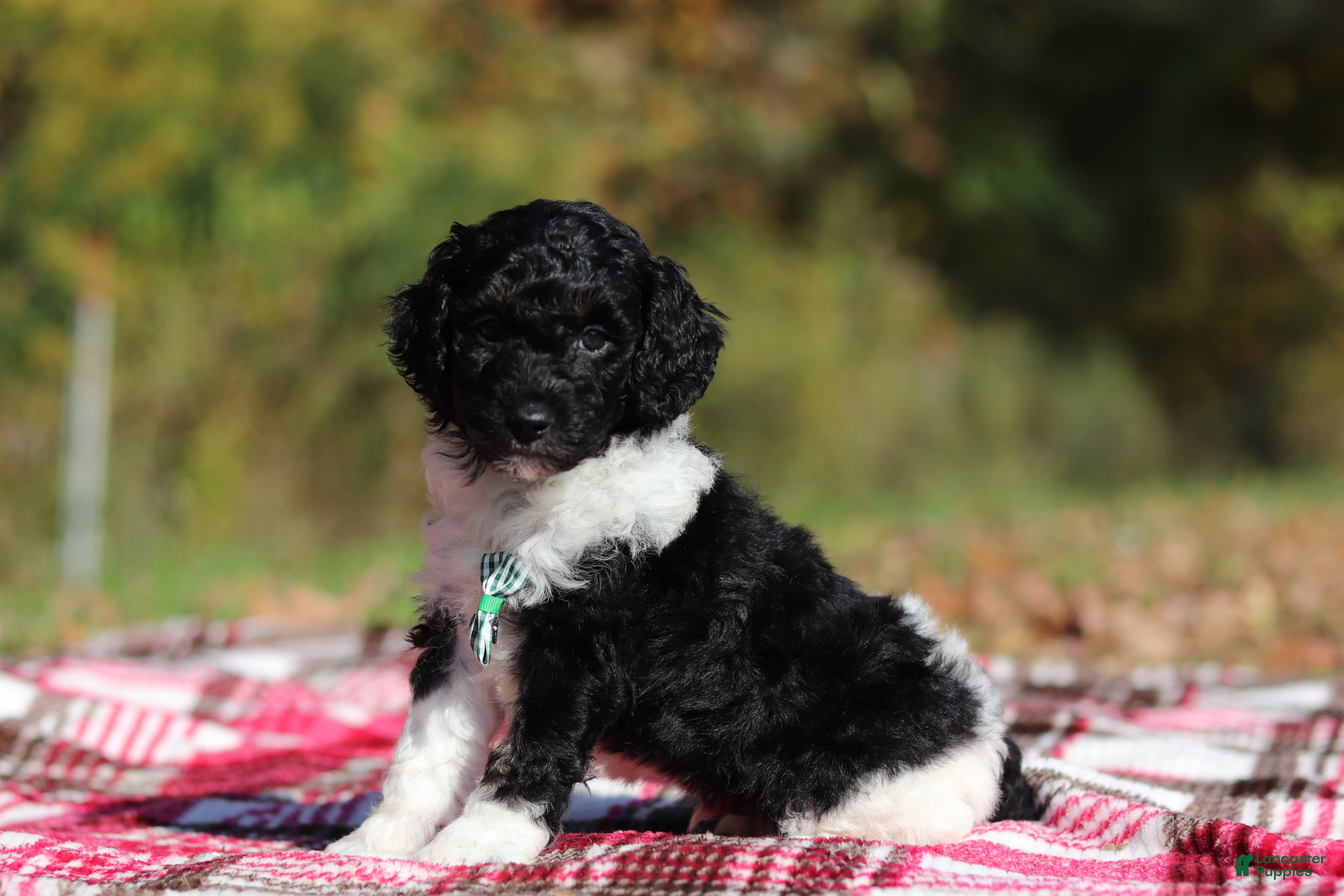 Miniature Poodle dogs Joey (AKC) - Ad 2
