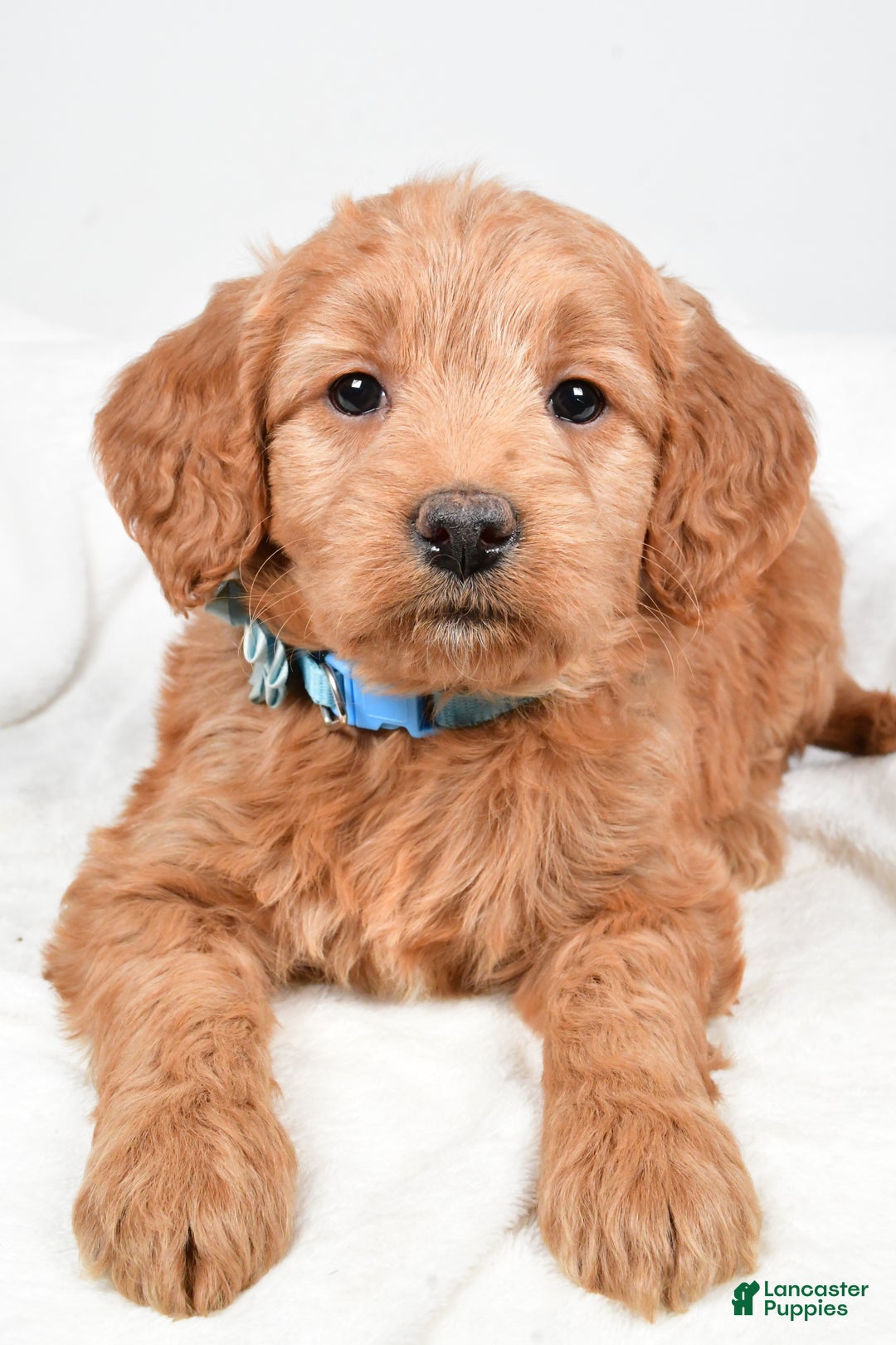 Mini Goldendoodle dogs for sale: Beulah - Ad 7