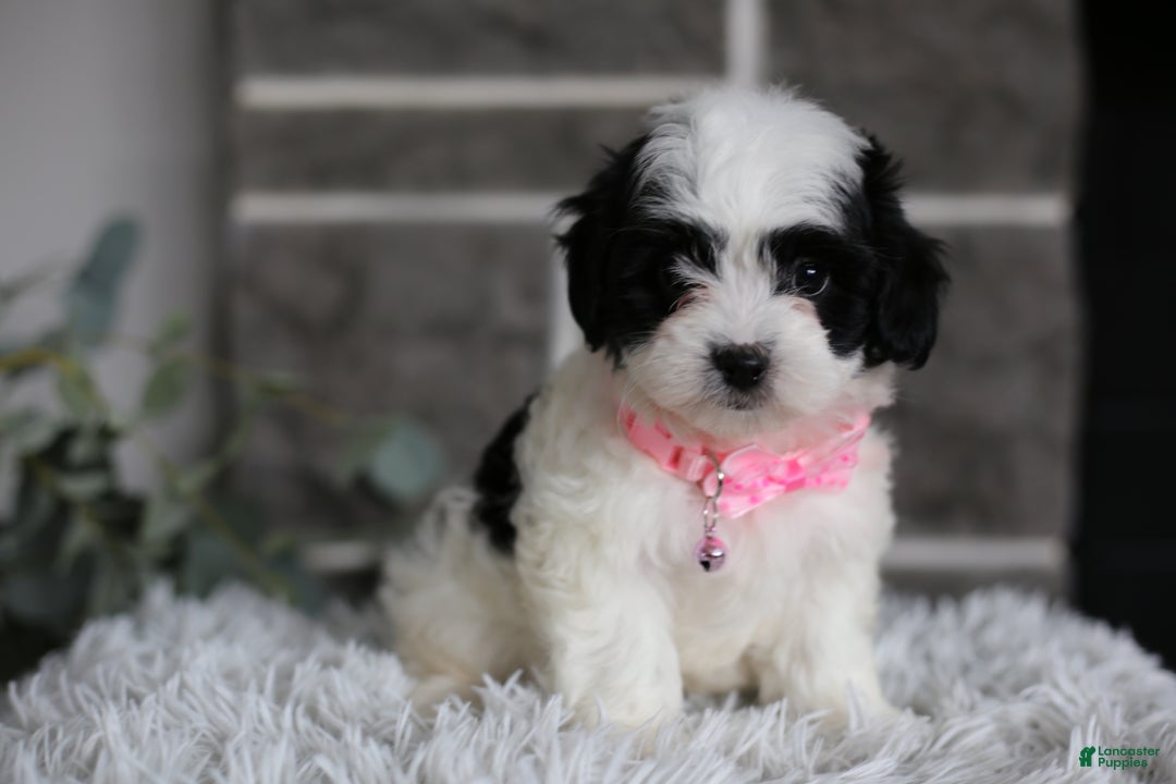 Maltipoo dogs for sale: Bonnie - Ad 7