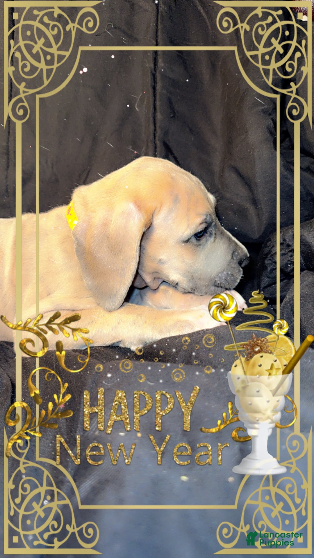 Great Dane dogs for sale: Oscar - Ad 2