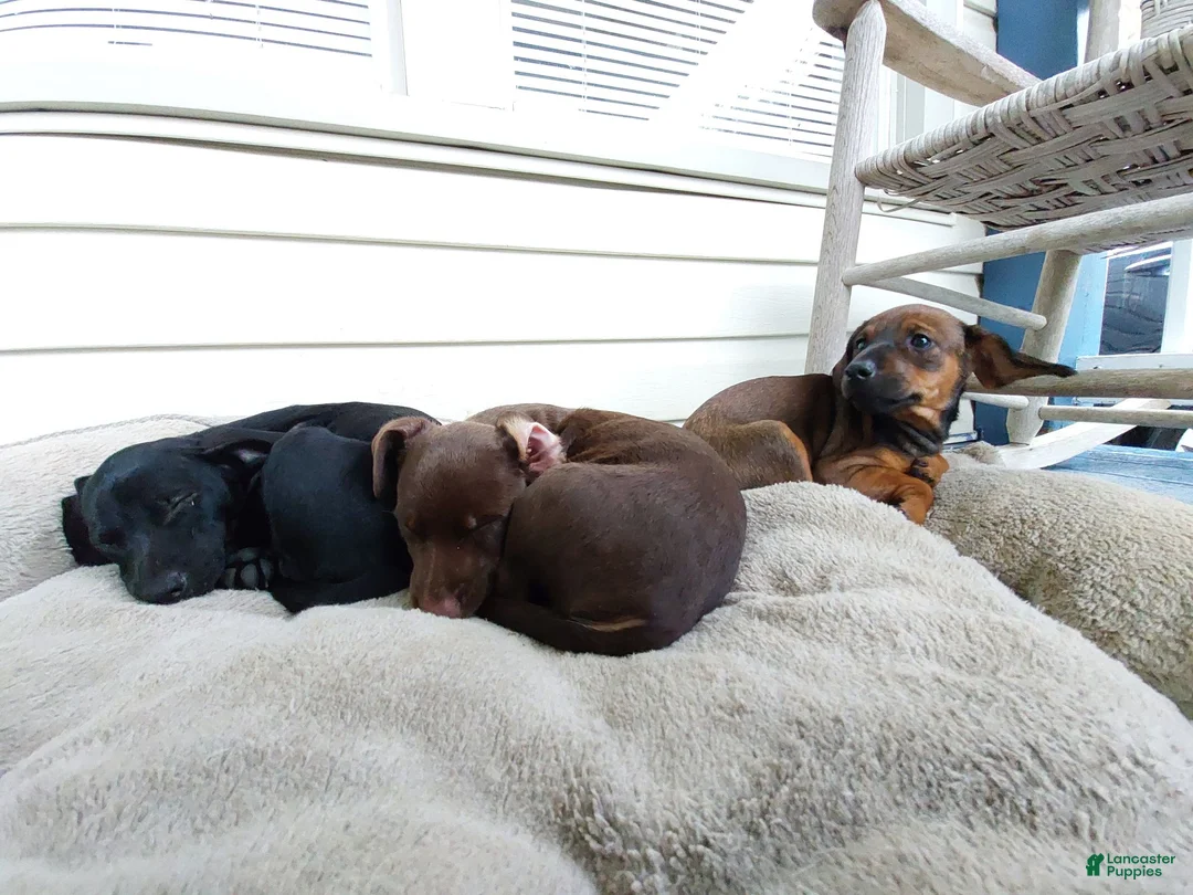 Mixed Breed dogs for sale: Dark brown and black  - Ad 5